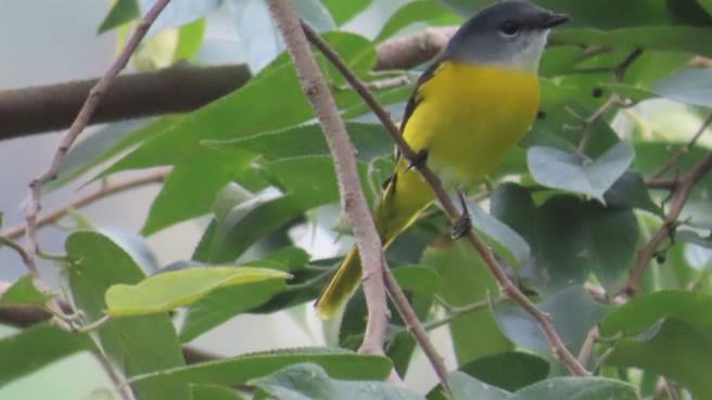 灰喉山椒鳥