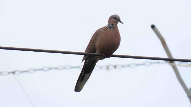 珠頸斑鳩