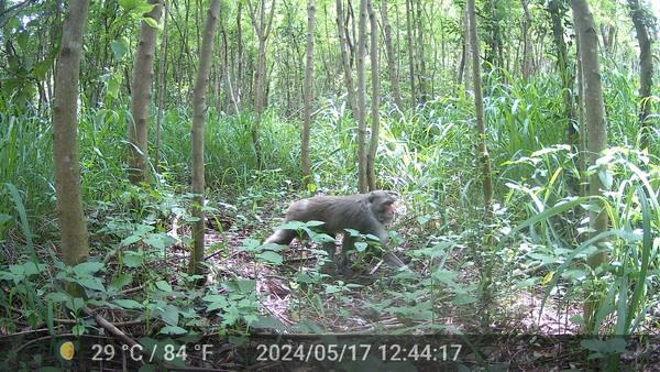 台灣獼猴
