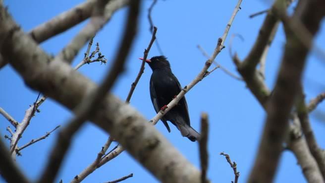紅嘴黑鵯