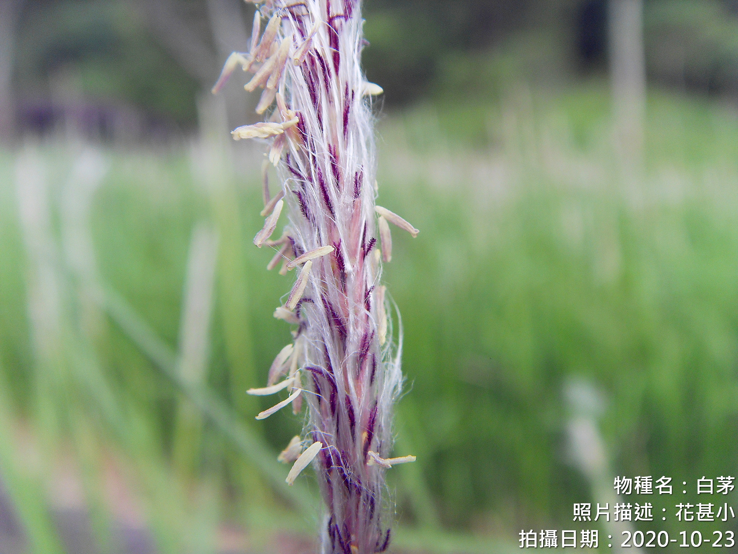 2020-10-23 白茅-花甚小