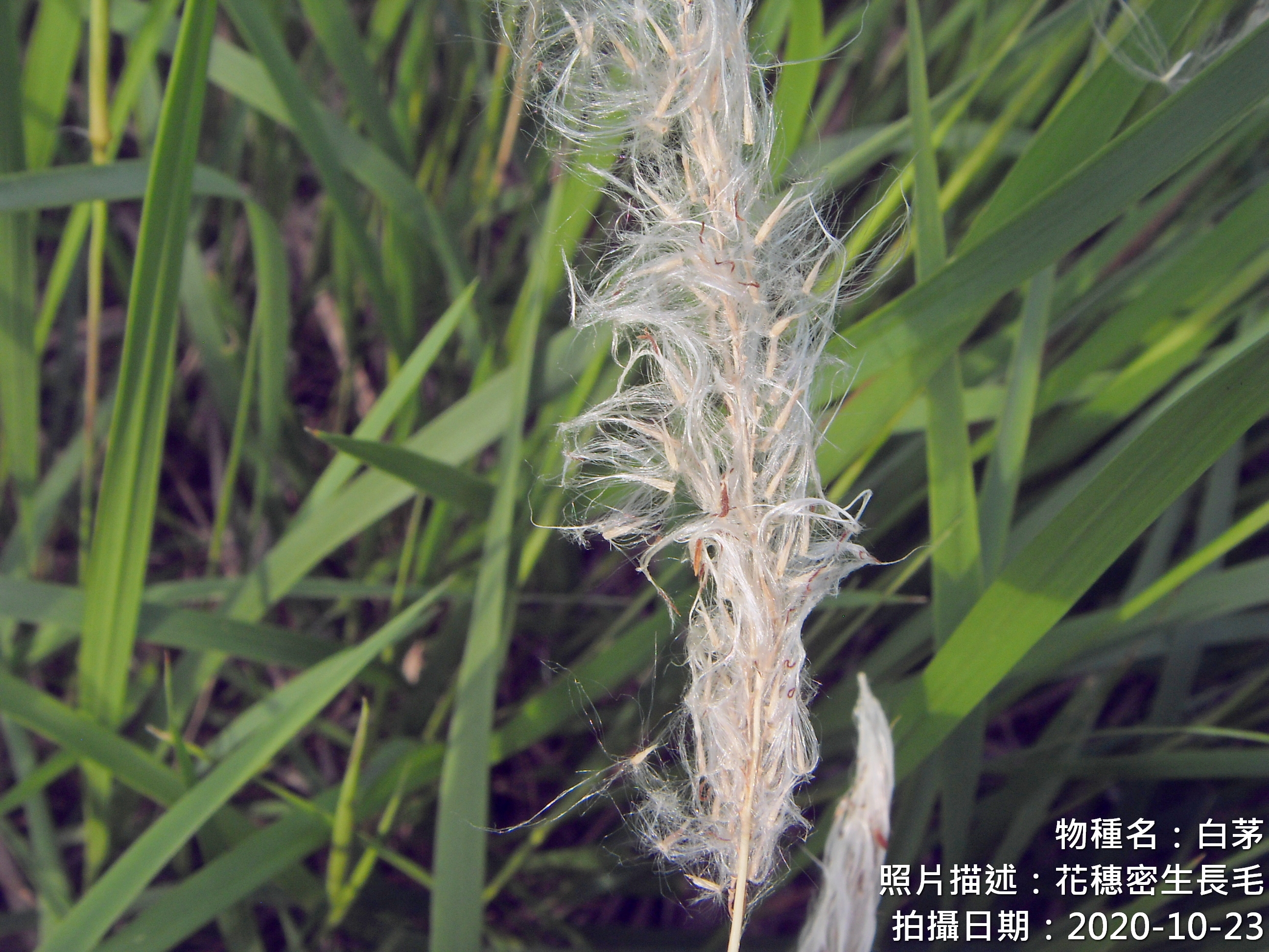 2020-10-23 白茅-花穗密生長毛