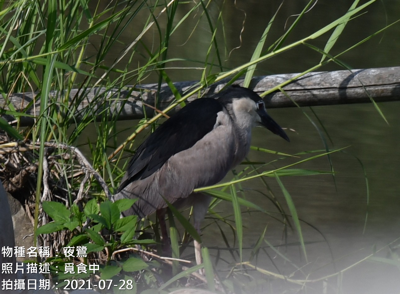 2021-07-28 夜鷺-覓食中
