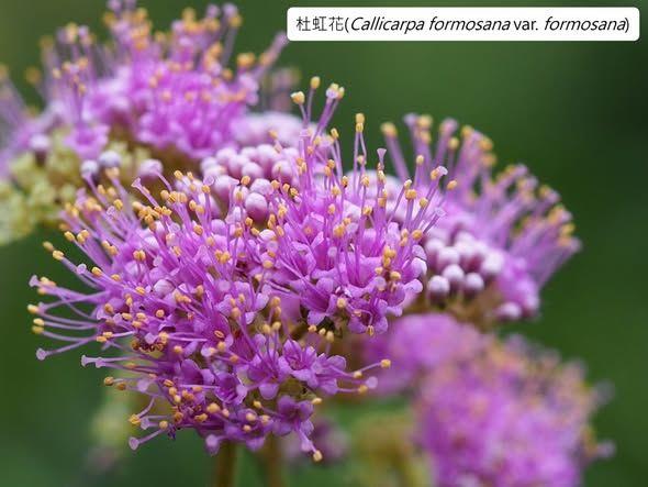 IMG-20250416-081-01