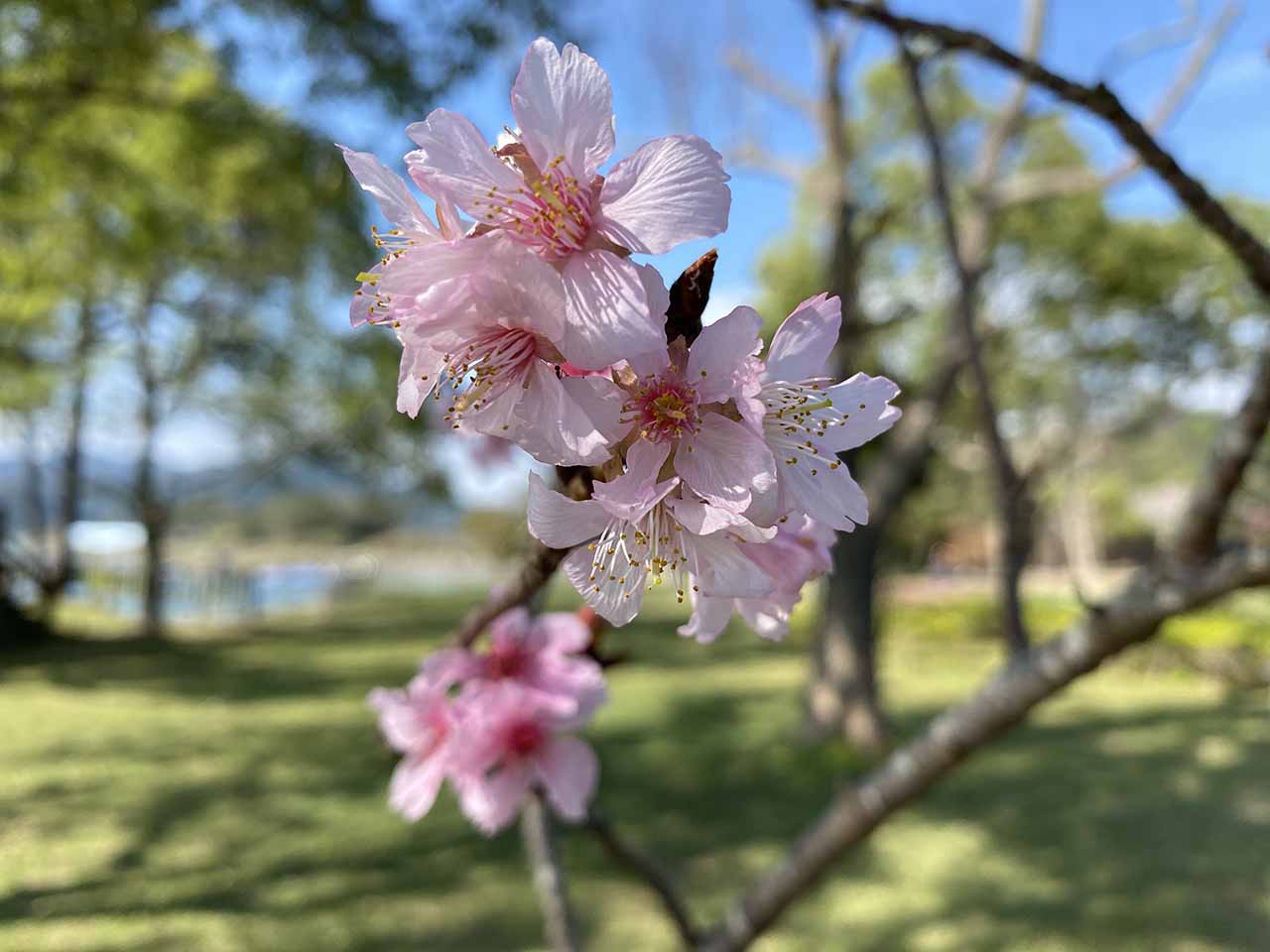 2月櫻花