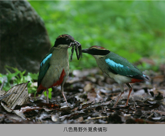 八色鳥野外覓食情形