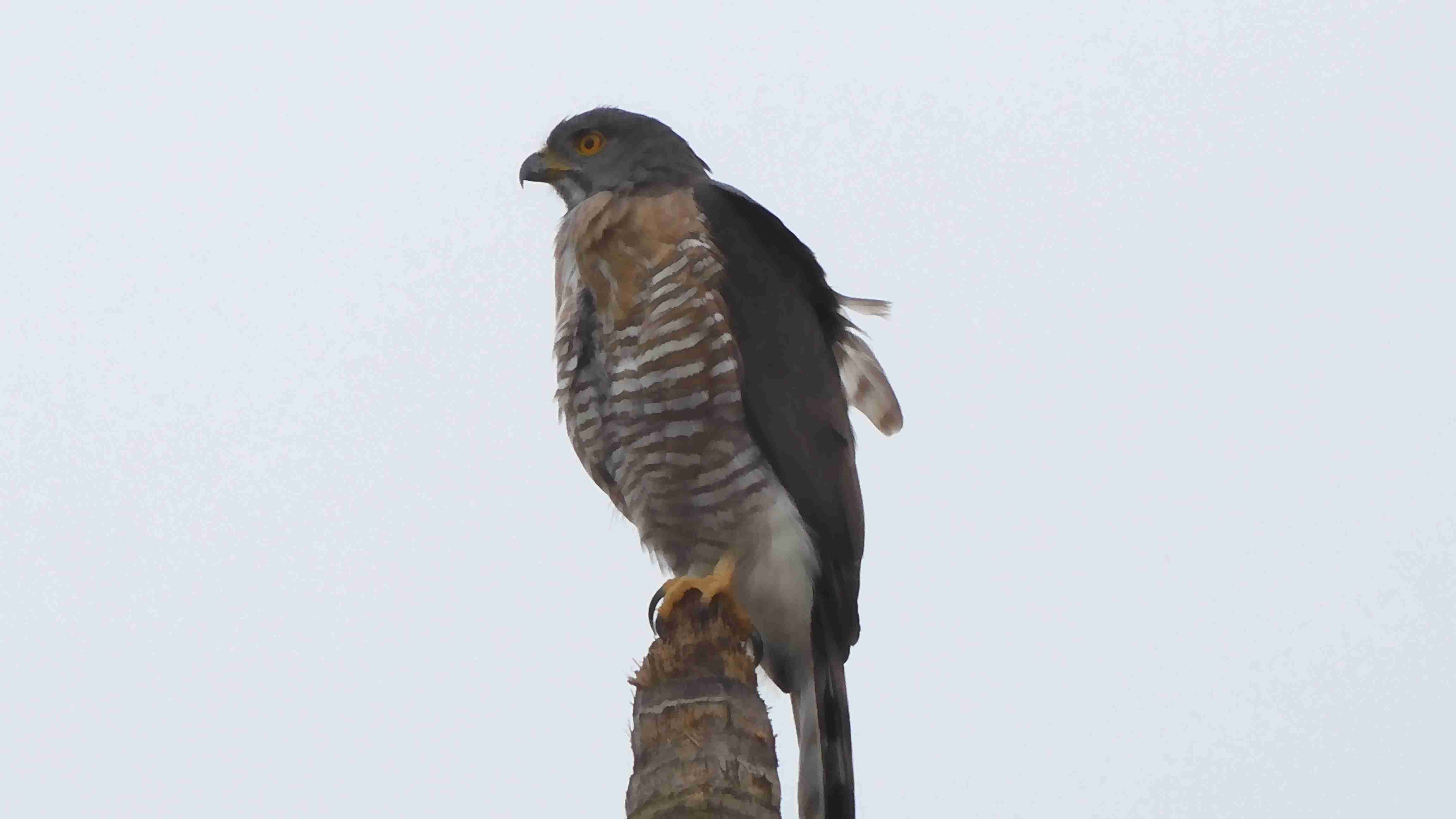 鳳頭蒼鷹