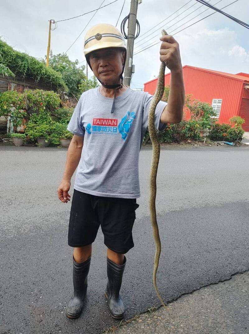 堪稱「蛇窟」！台南同一地點1年抓到7、8條蛇原因曝光