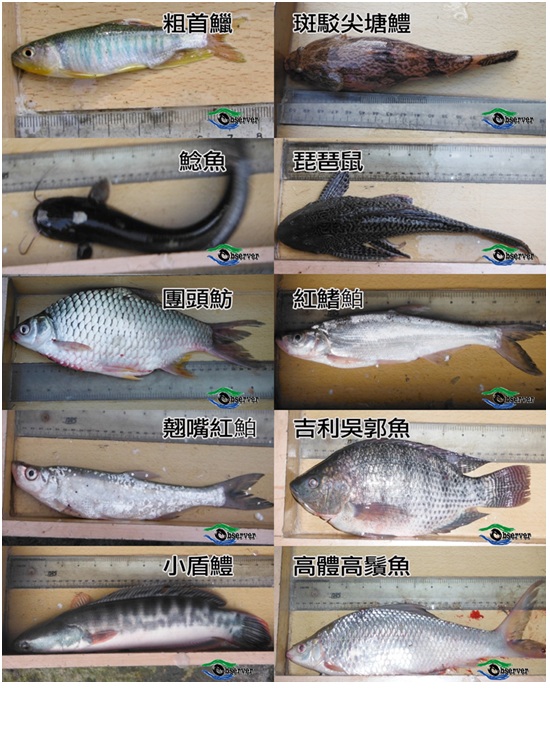 曾文水庫共調查到魚類9科24種