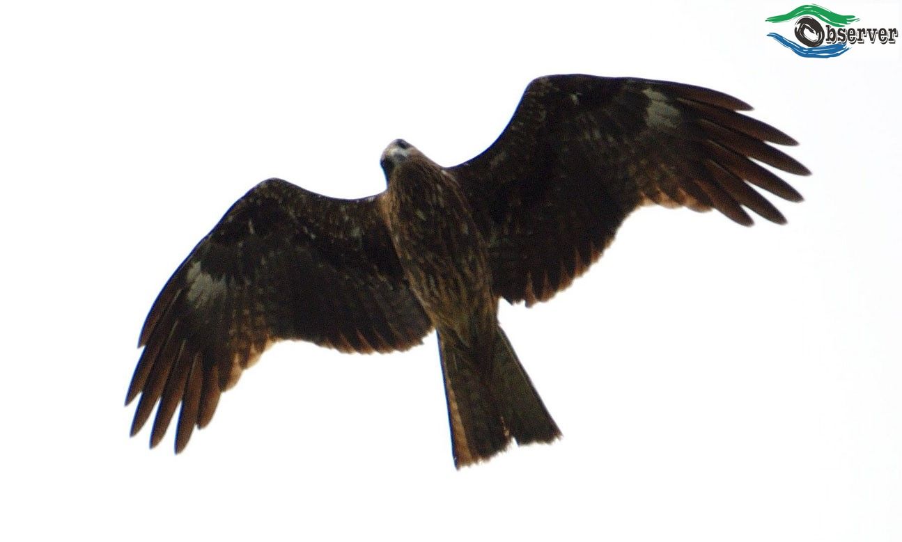 Black_kite_1