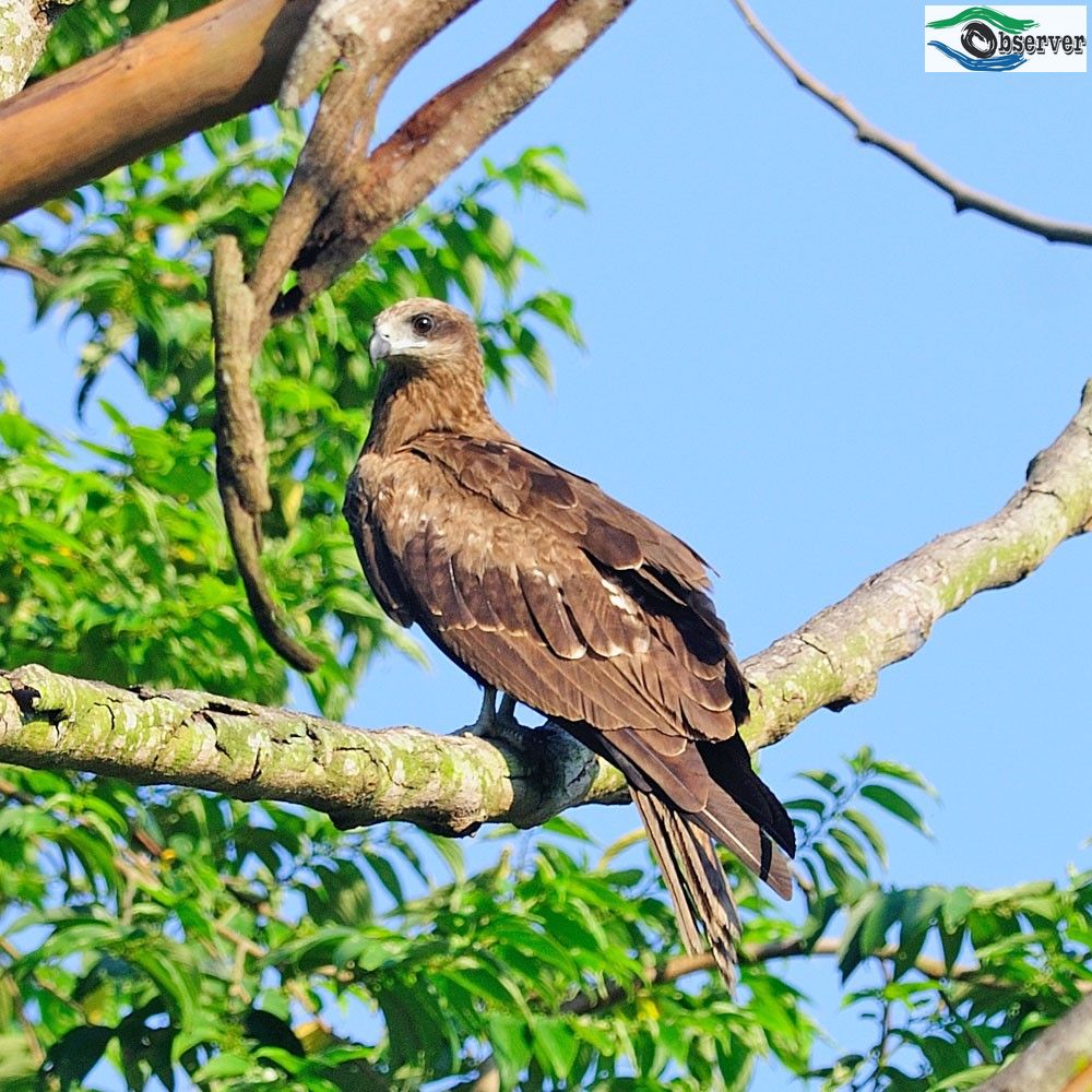 Black_kite_2