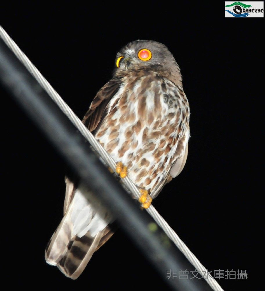 Brown_hawk-owl_2