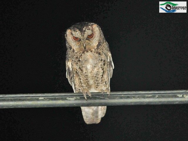 Collared_scops_2