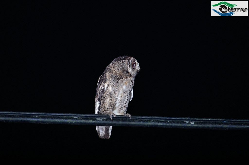 Collared_scops_3