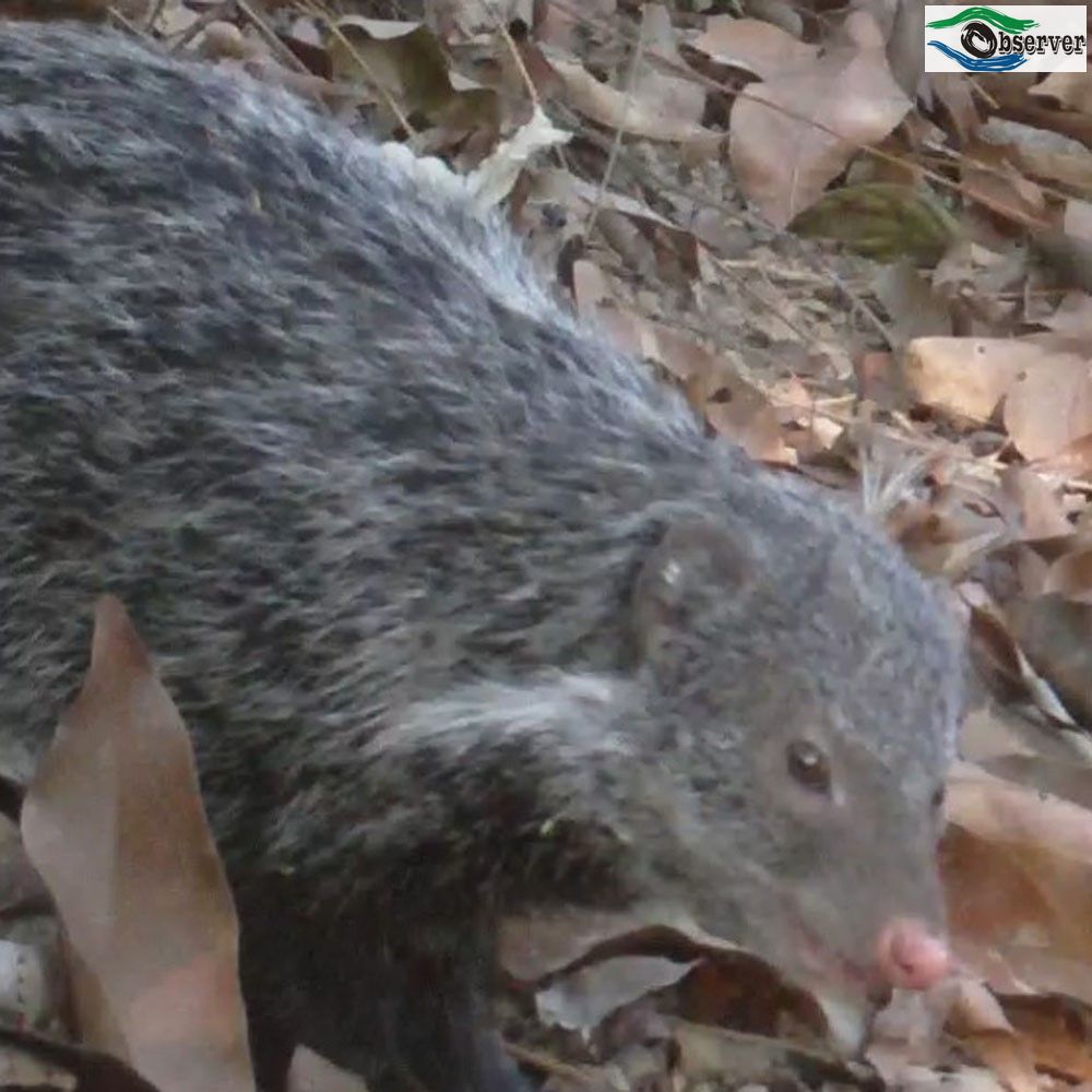 Crab-eating_mongoose_1