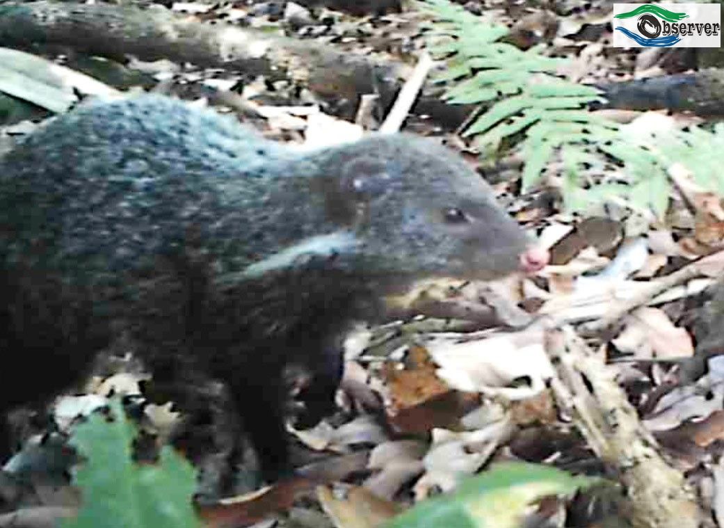 Crab-eating_mongoose_2