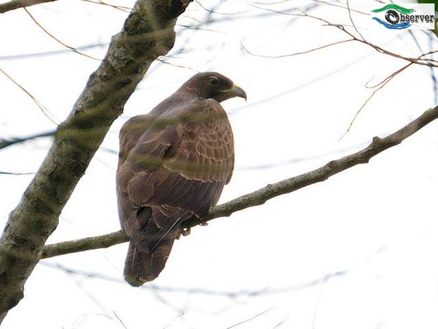 Crested_Honey_Buzzard_1