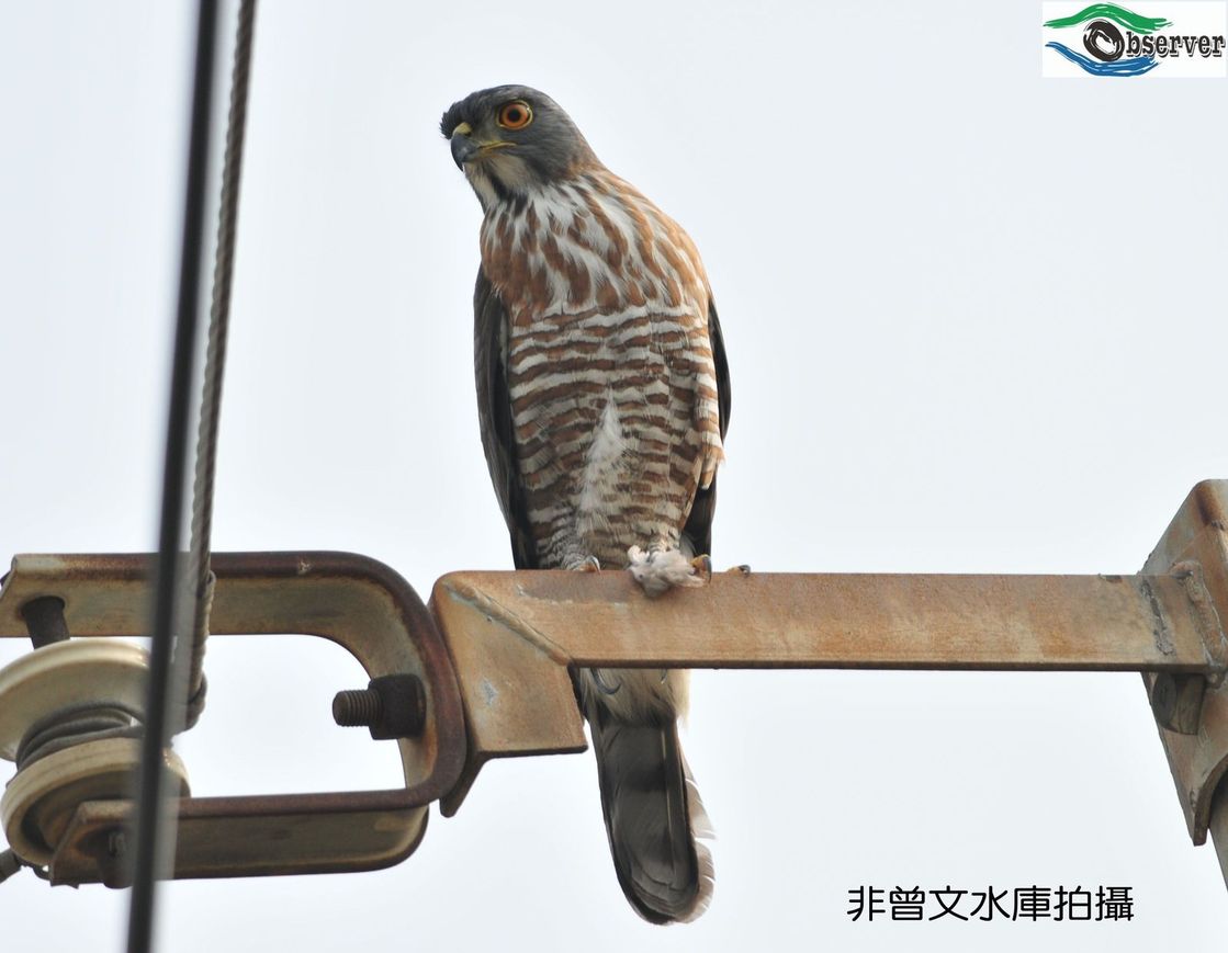 Crested_goshawk_1