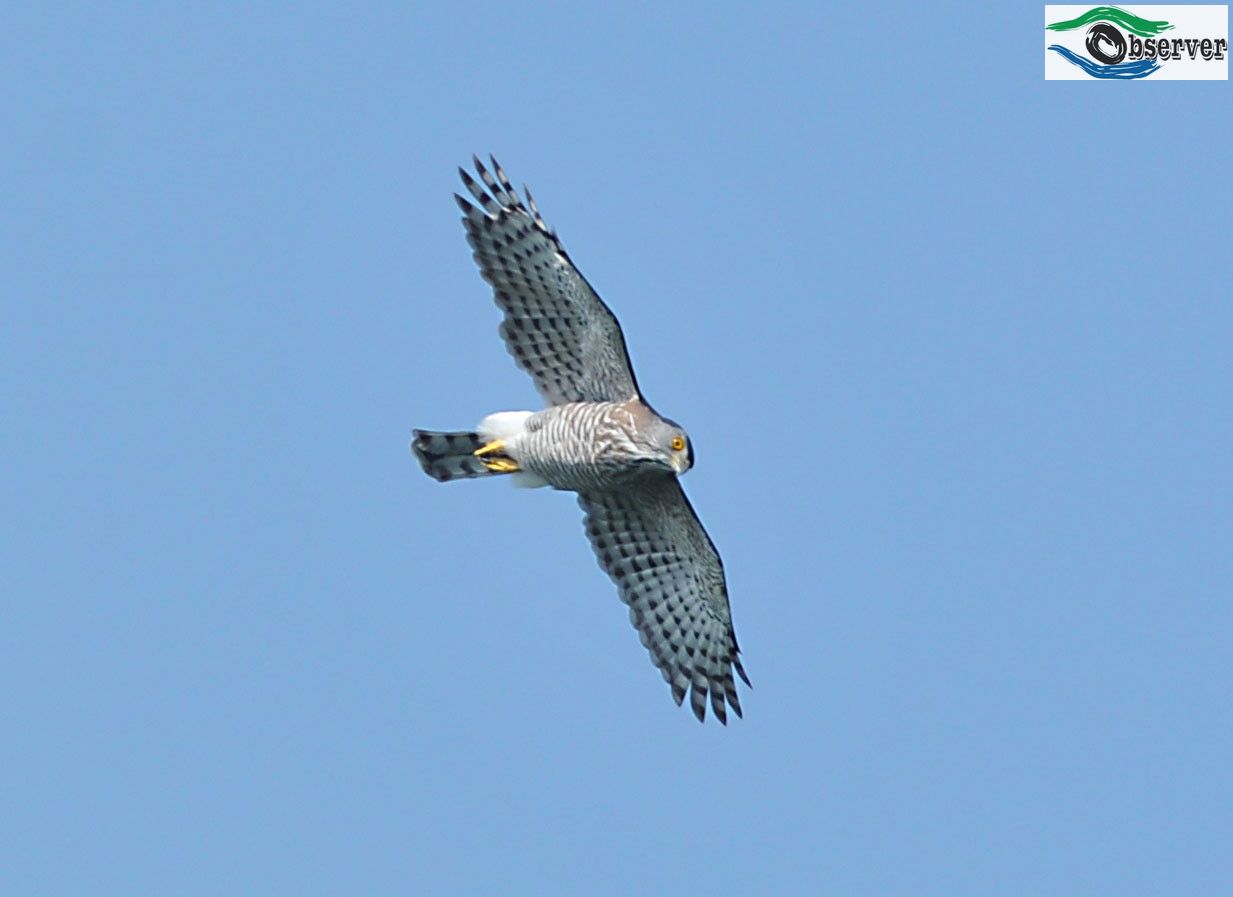 Crested_goshawk_2