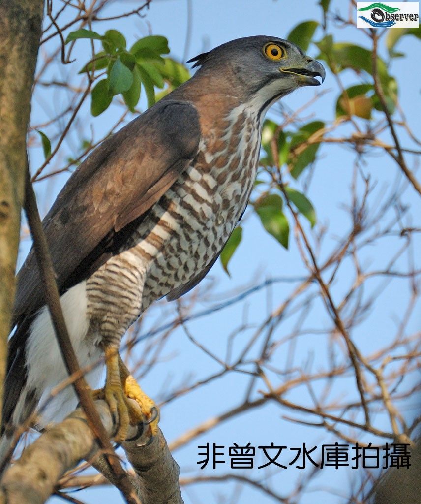 Crested_goshawk_3