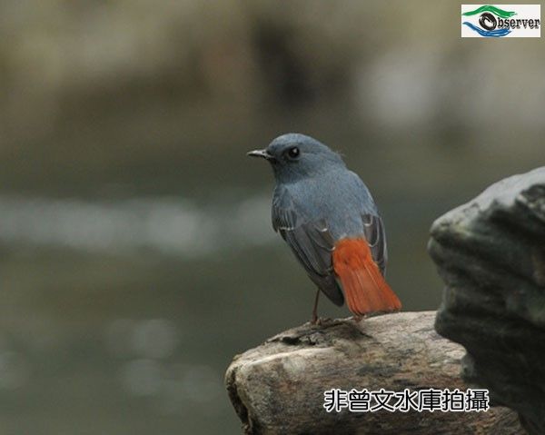 Lead_color_water_thrush_1