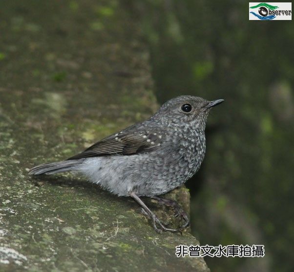 Lead_color_water_thrush_2