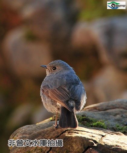 Lead_color_water_thrush_3