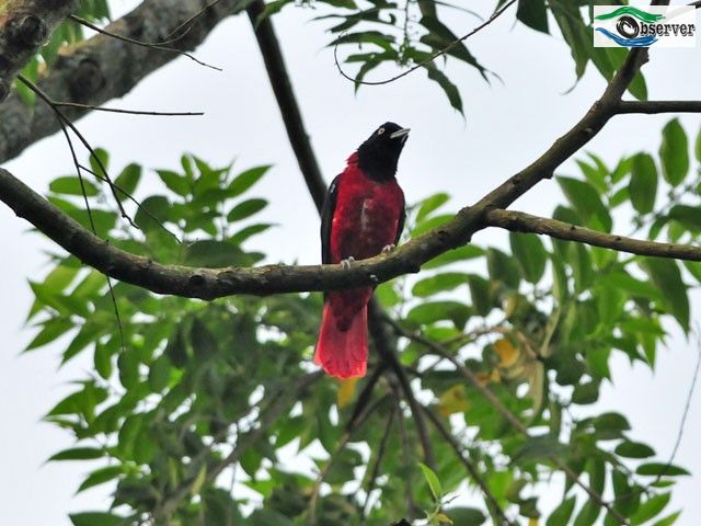 Maroon_oriole_1