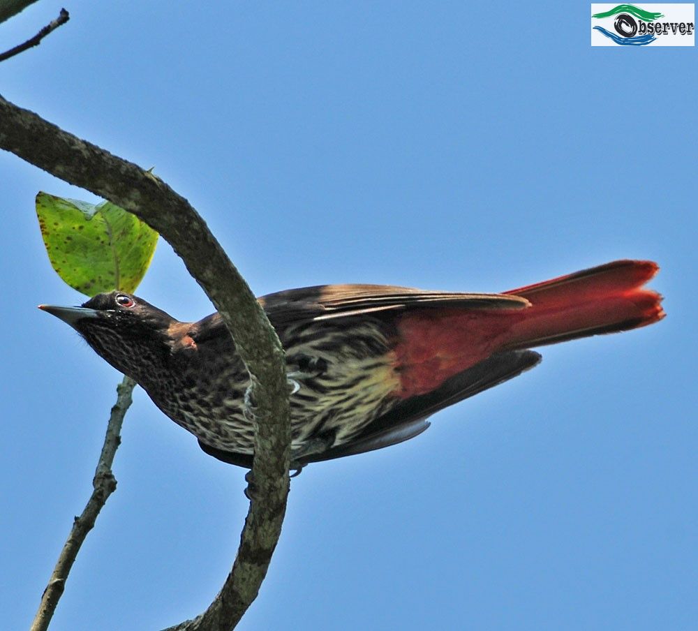 Maroon_oriole_2