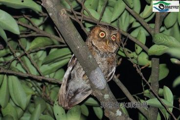 Mountain_scops_owl_1