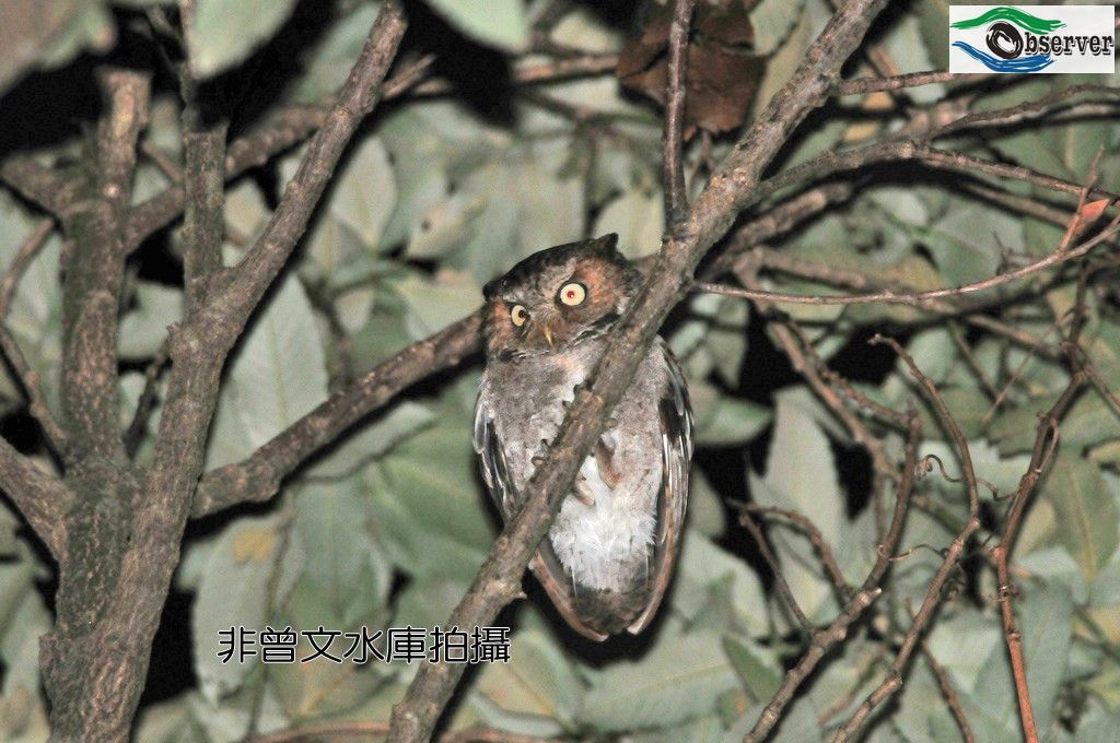 Mountain_scops_owl_2