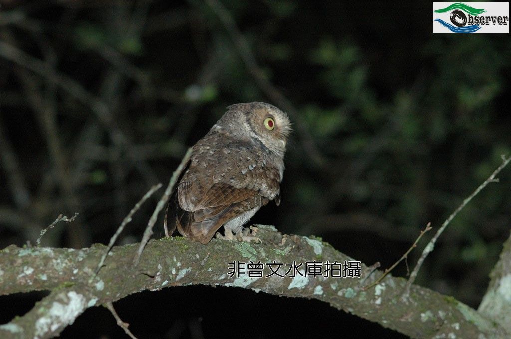 Mountain_scops_owl_3