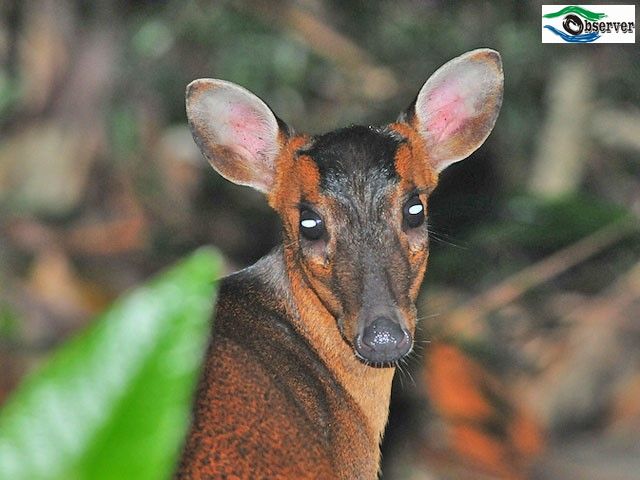 Muntjac_1