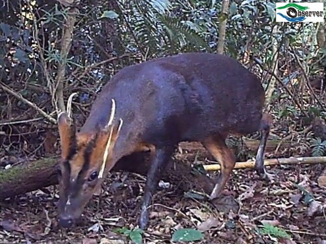 Muntjac_2