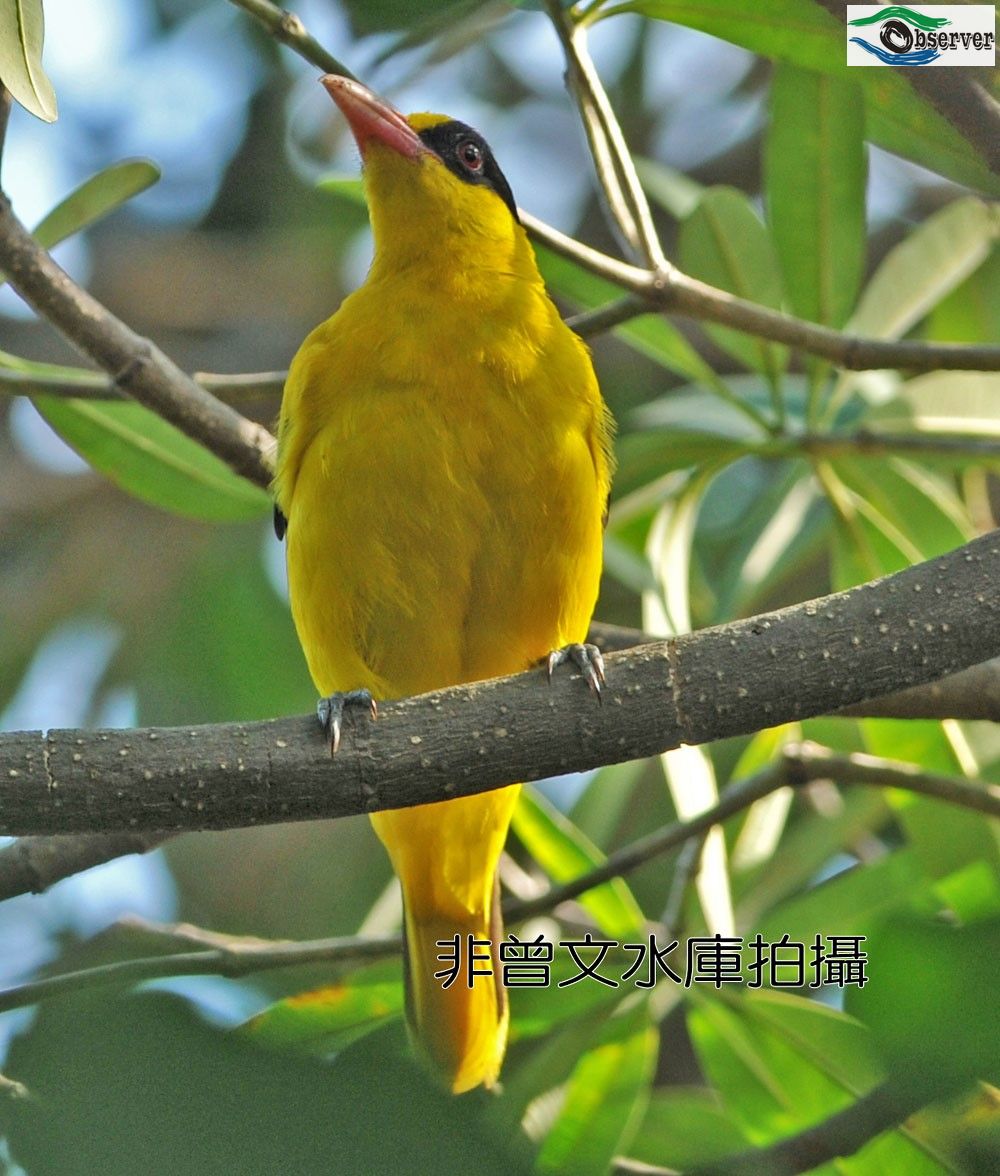 Oriole_2