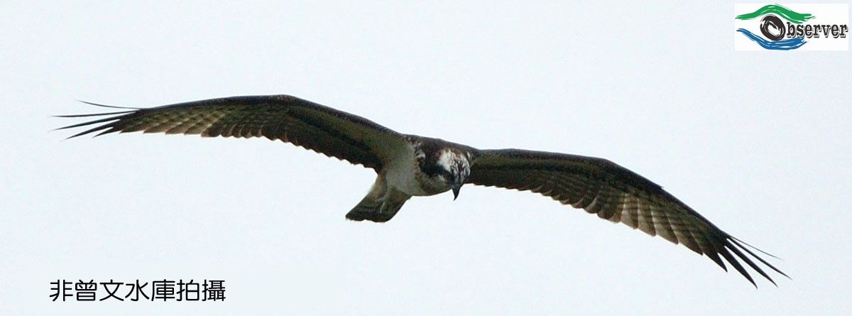 Osprey_1