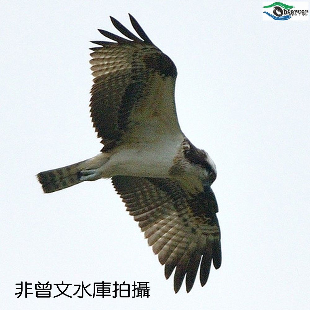 Osprey_2