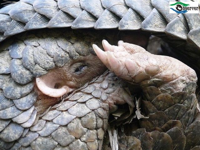 Pangolin_1