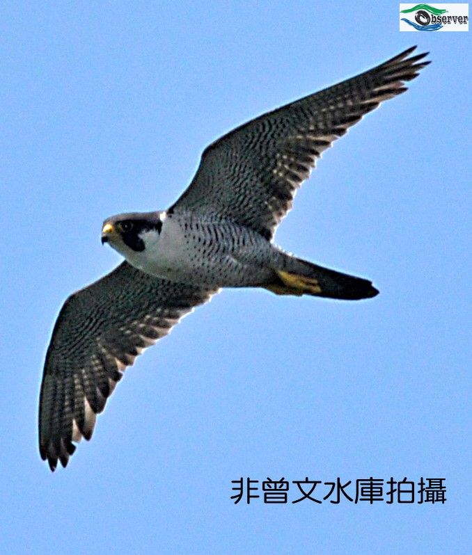 Peregrine_3