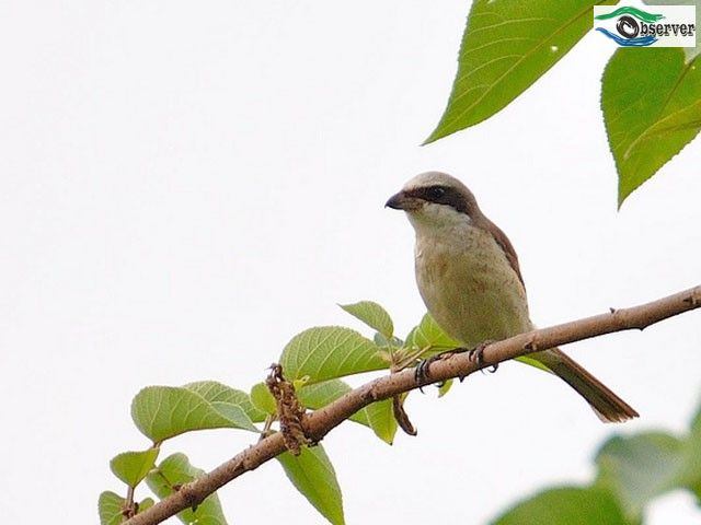 Red-tailed_Shrike_1