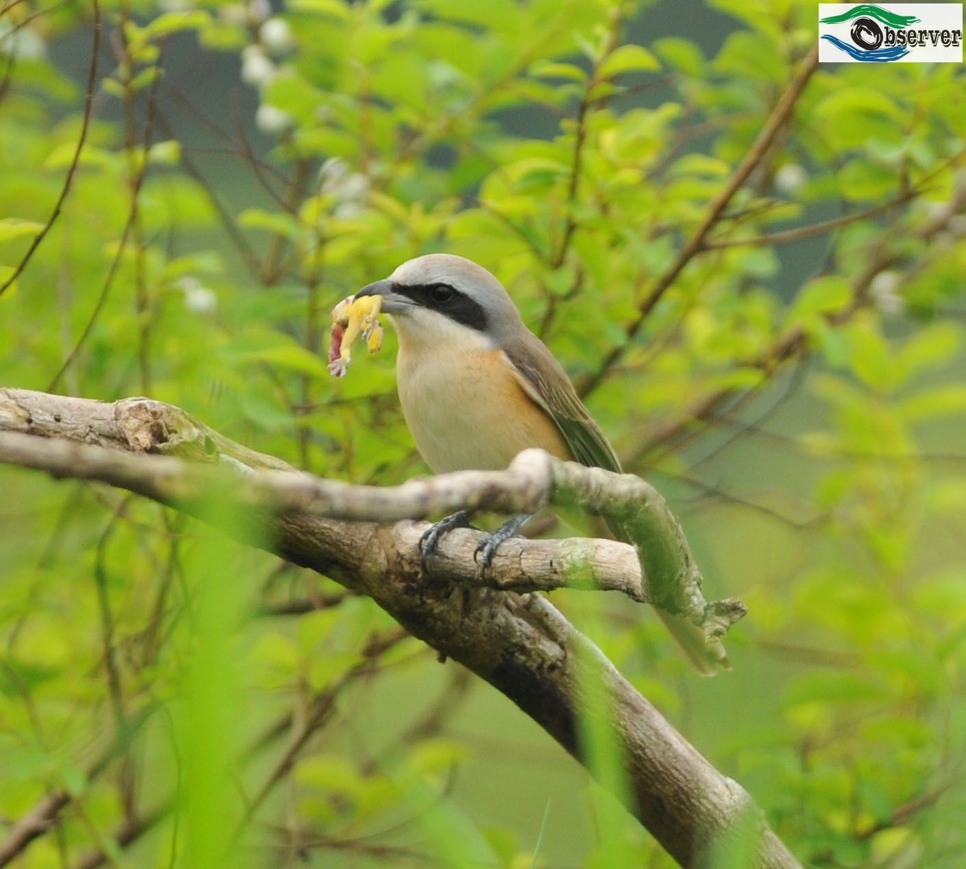 Red-tailed_Shrike_2