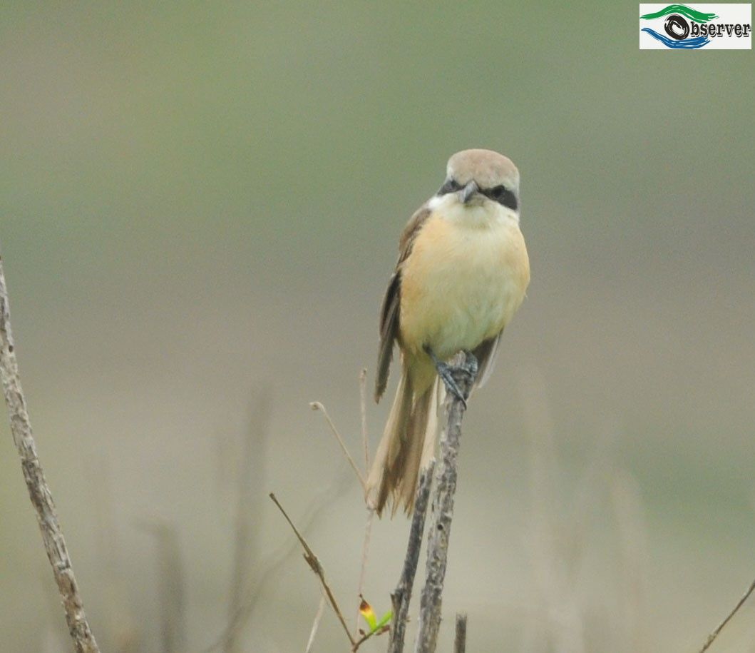 Red-tailed_Shrike_3