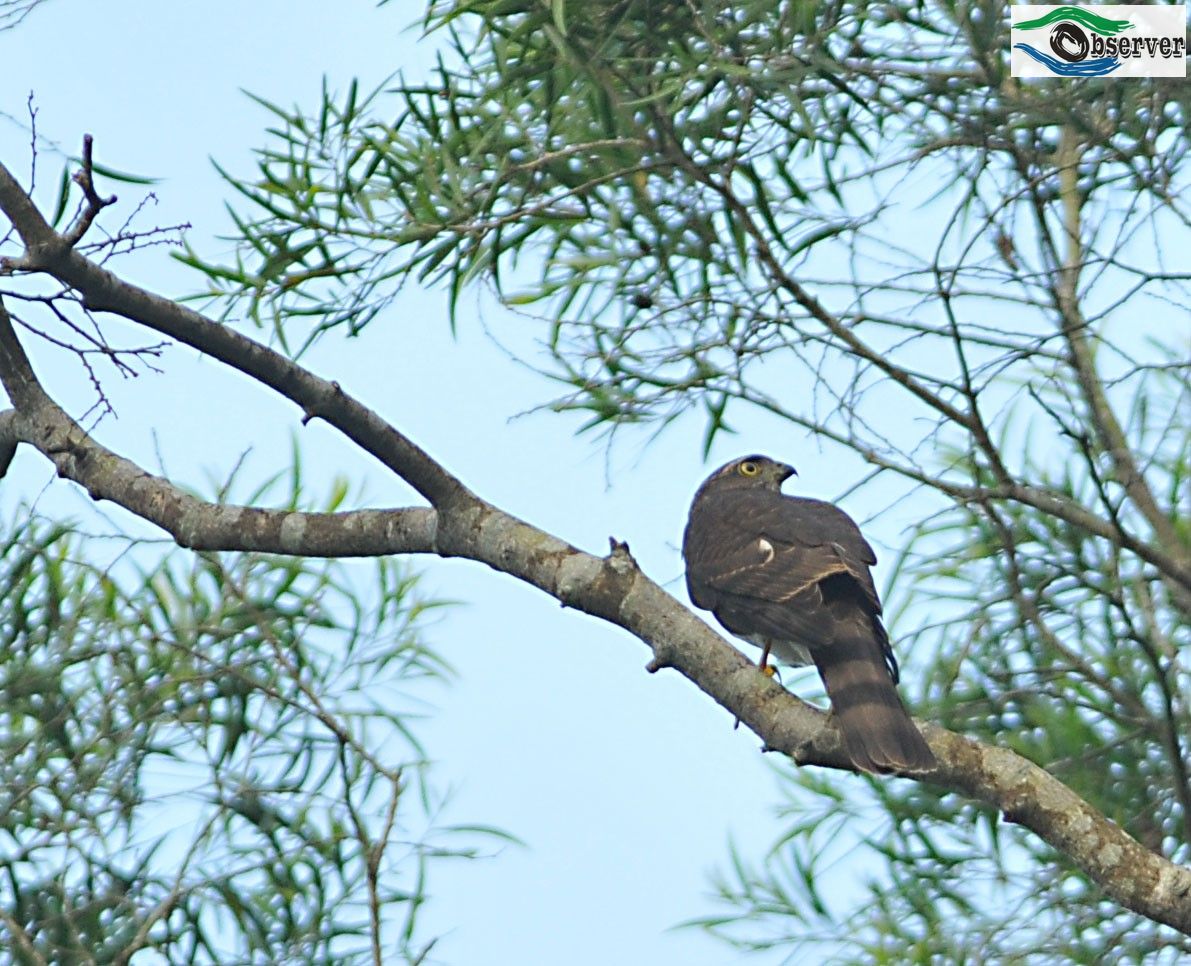 Sparrowhawk_1