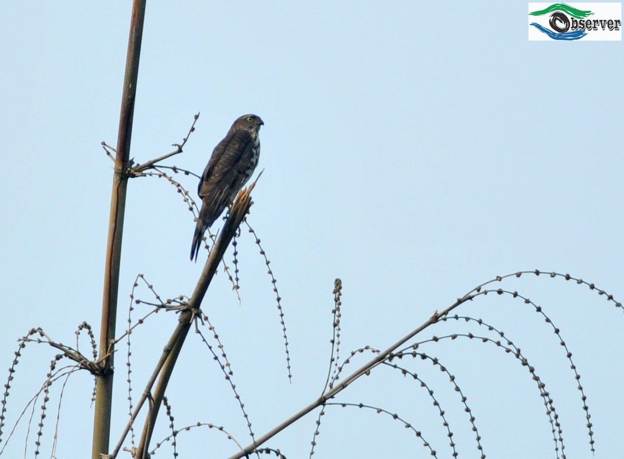 Sparrowhawk_3