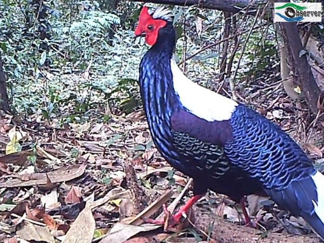 Swinhoes_Pheasant_1