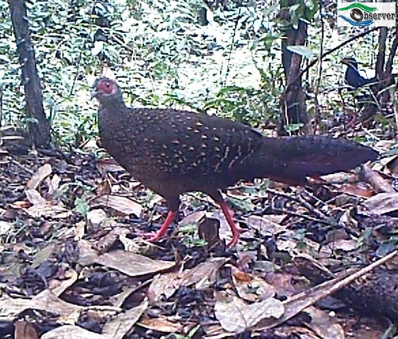 Swinhoes_Pheasant_2