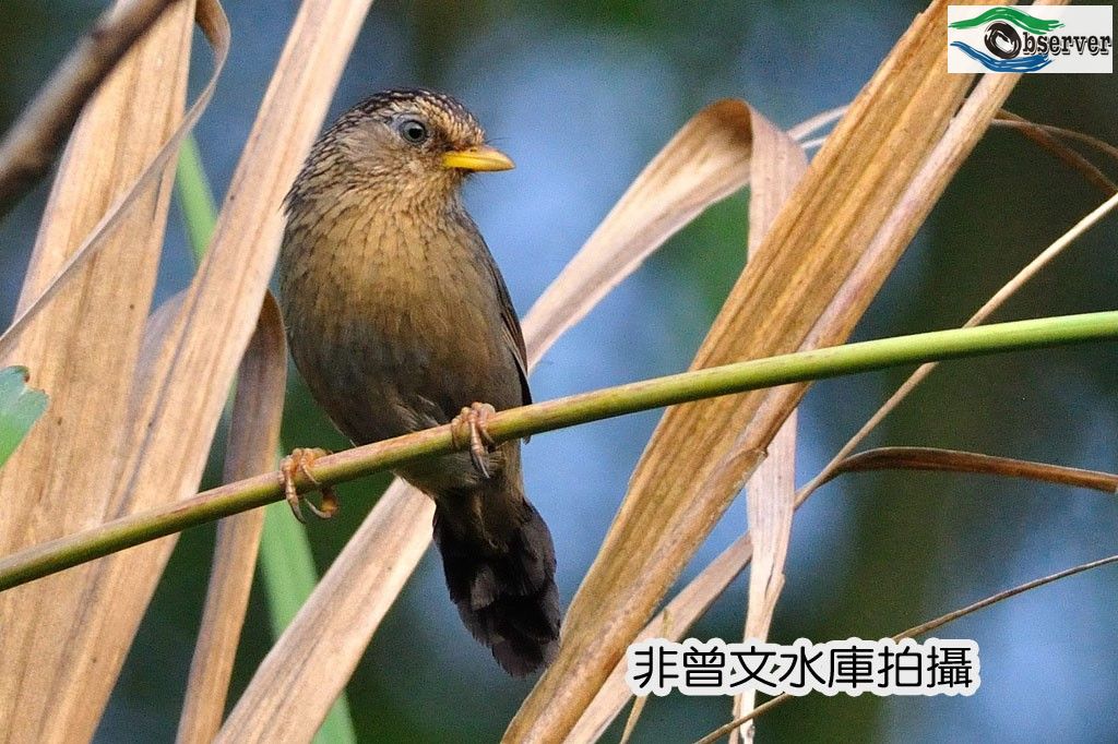 Taiwan_thrush_1