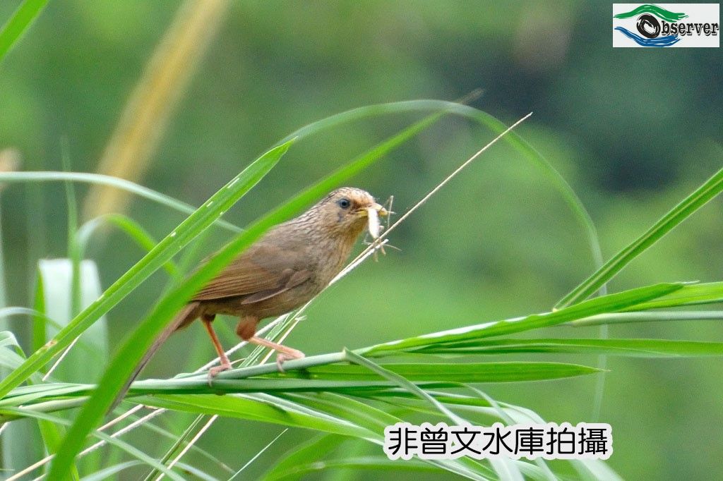 Taiwan_thrush_2