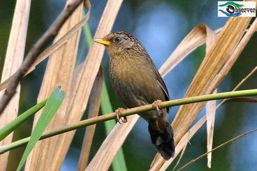 Taiwan_thrush_3