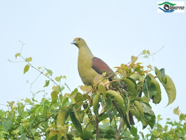 Whistling_Green_Pigeon_1